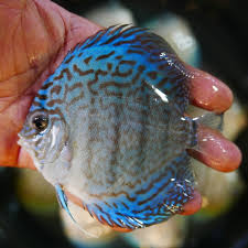 Discus - REFLECTION "D"