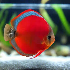 Discus - SAN MERAH