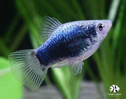 PLATIES - NEON BLUE TUXEDO PLATY
