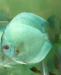 Discus - GREEN DISCUS