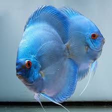 Discus - BLUE DIAMOND
