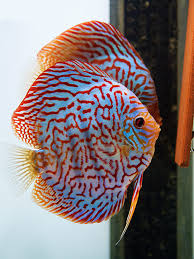 Discus - BRILLIANT