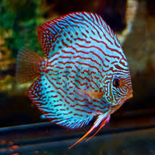 Discus - TURQUOISE DISCUS