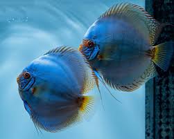 Discus - COBALT BLUE