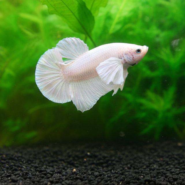dumbo white platinum plakat male betta