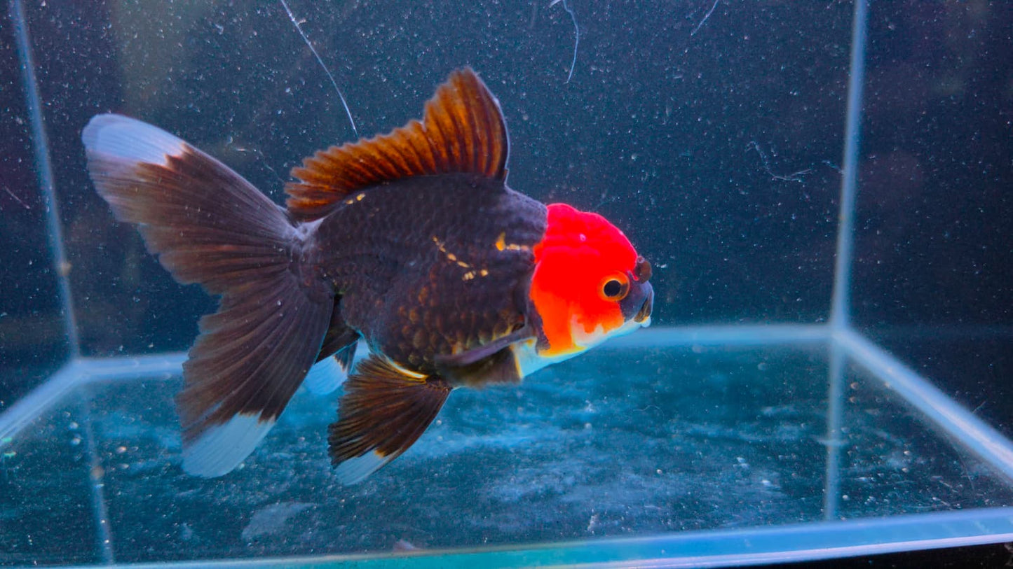 RARE - Premium Thai Fancy Oranda (Male Black Body Red Cap) 2.5" Body – | Exact Fish