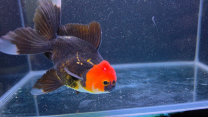 RARE - Premium Thai Fancy Oranda (Male Black Body Red Cap) 2.5" Body – | Exact Fish