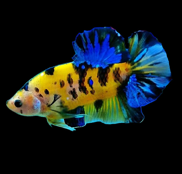 Yellow Koi Galaxy Giant Female Betta (pack of 5)