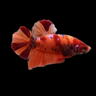 giant nemo koi female betta