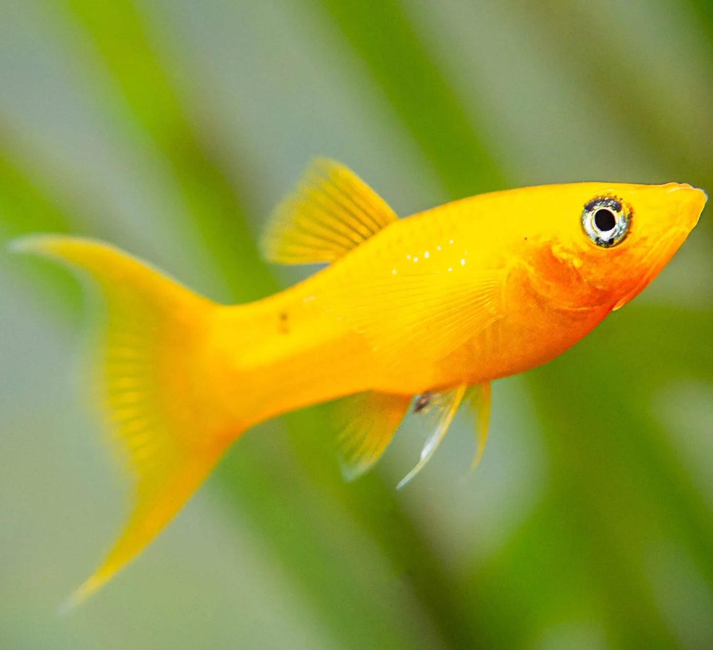 gold-nugget-lyretail-molly