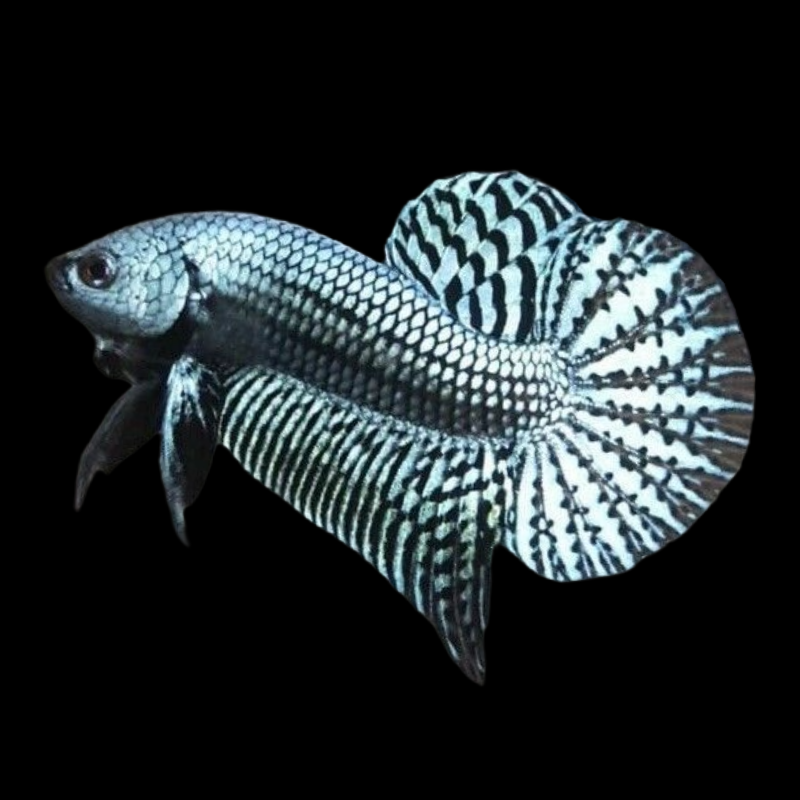 gray alien wild male betta