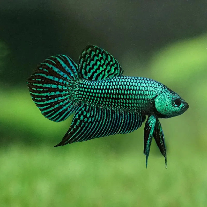green alien wild male betta