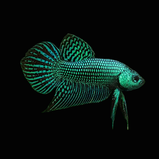 green alien wild betta male