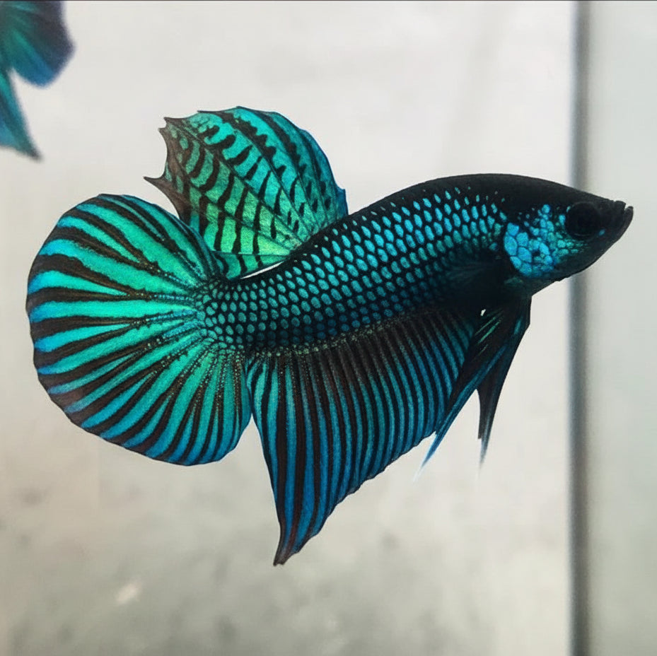 green mahachai wild male betta