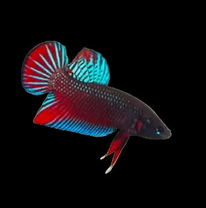 green original splendens wild male betta