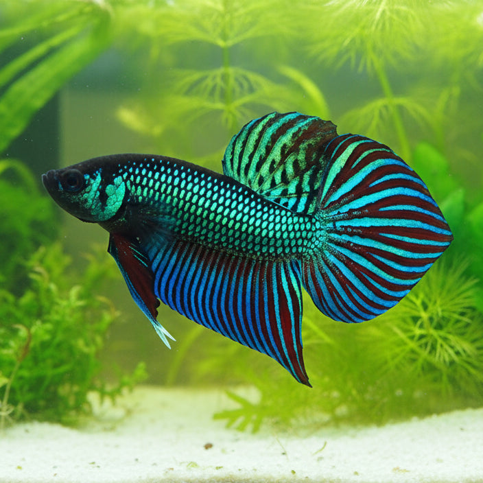 green smaragdina wild betta male