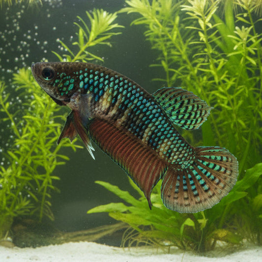 green smaragdina wild female betta