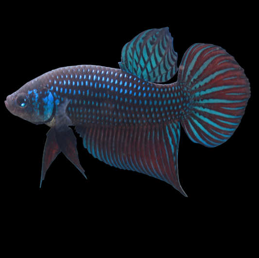 green smaragdina wild male betta