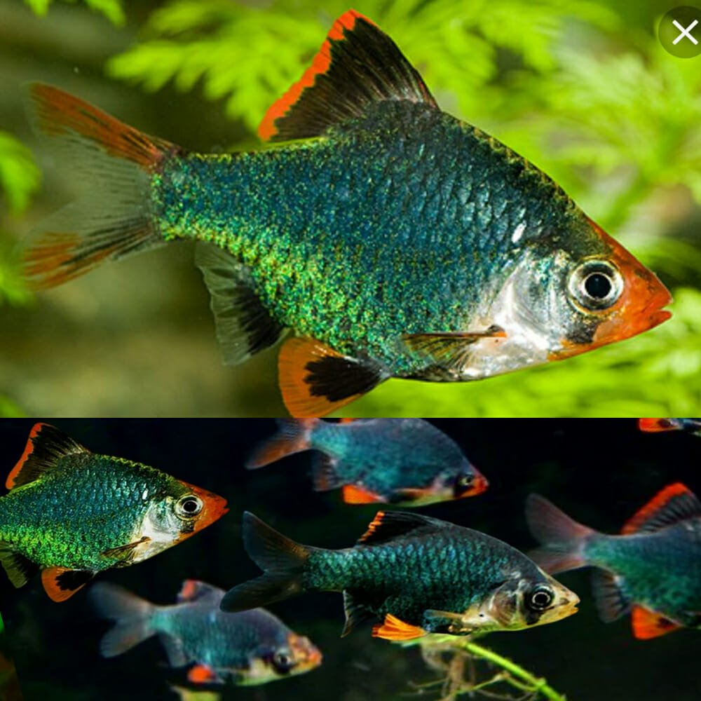 green tiger barb tropical fish