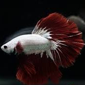halfmoon red dragon male betta