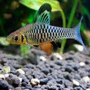 tropical nano fish - hi fin barb