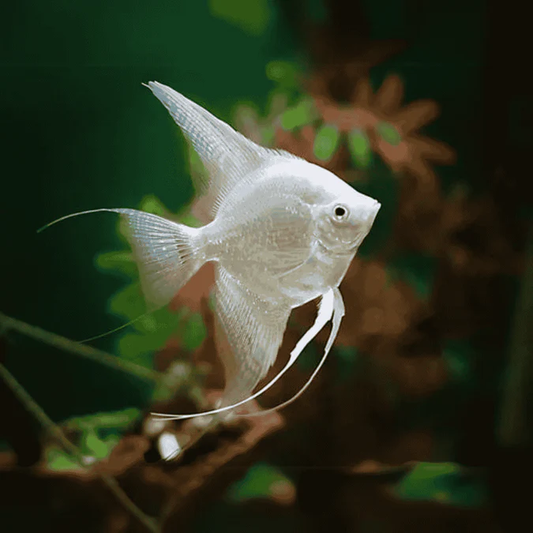 PLATINUM ANGEL