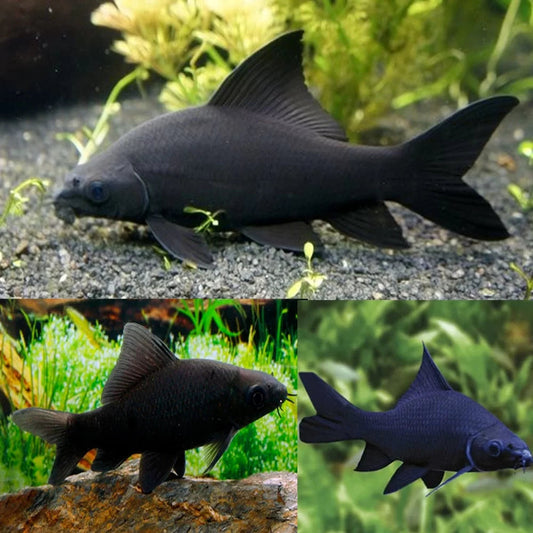 SHARK - BLACK
