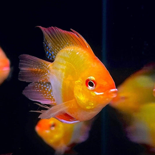 BALLOON GOLDEN RAMIREZI CICHLID