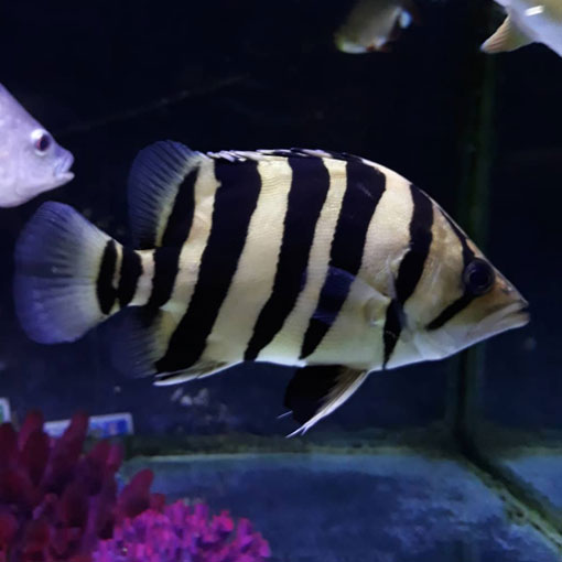 SUMATERAN TIGER FISH