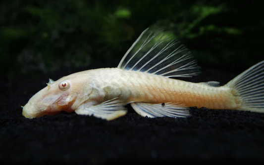 BRUSHMOUTH ALBINO