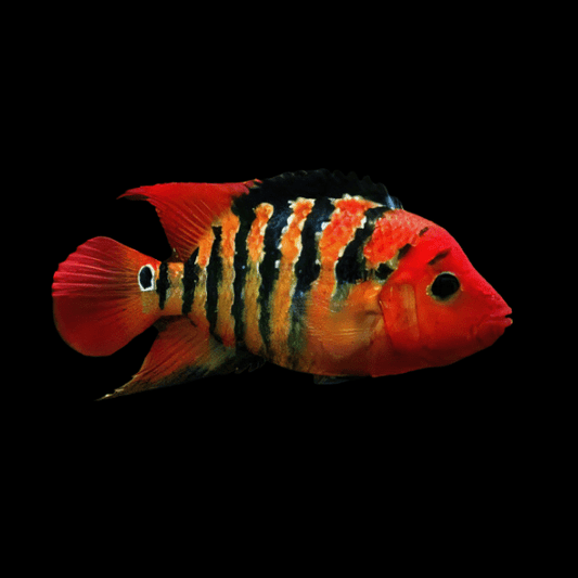 FESTAE CICHLID