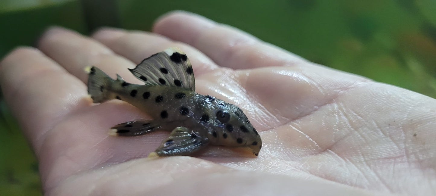 L-264 - Sultan Pleco