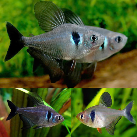 TETRA - BLACK PHANTOM TETRA