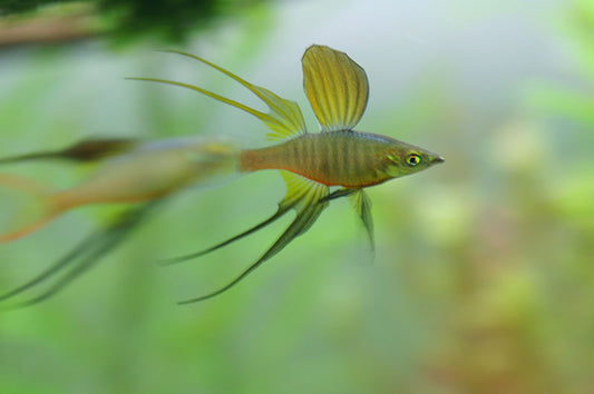 THREADFIN RAINBOW