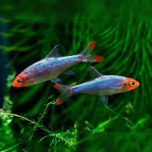 SAWBWA BARB