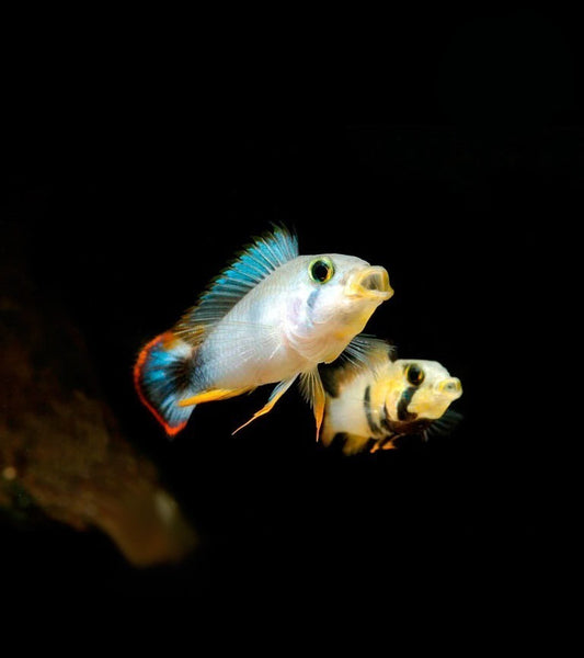 APISTOGRAMMA PANDURO