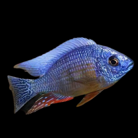 FUSCO HAP. AFRICAN CICHLID