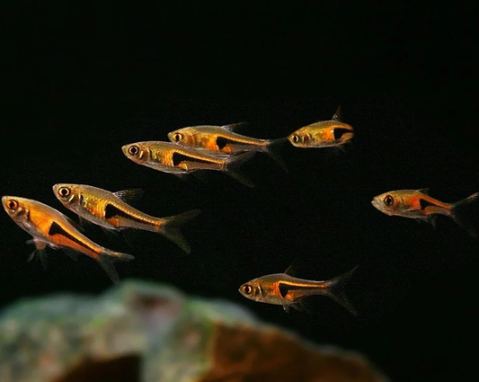 HENGELI RASBORA