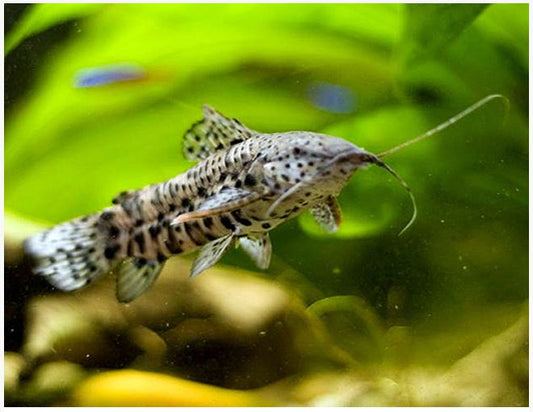 HOPLO CATFISH