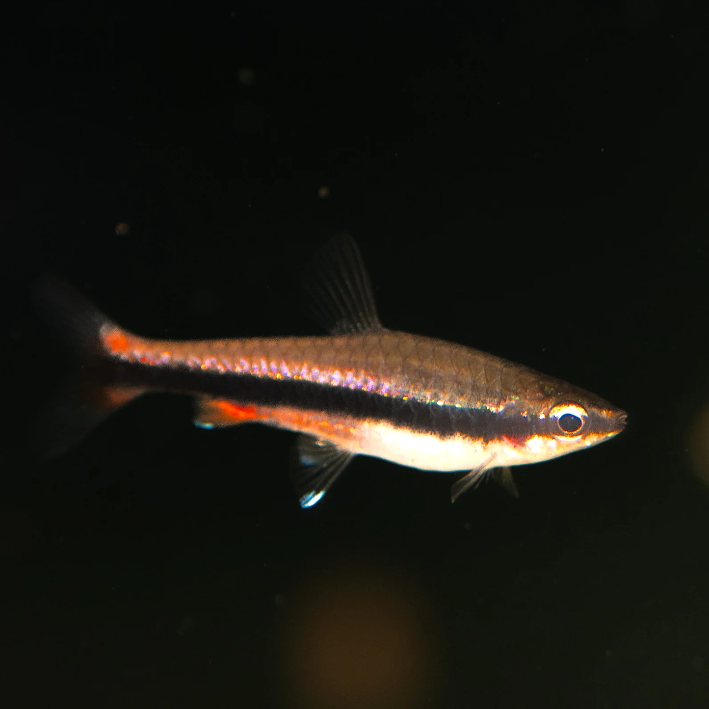 TETRA - GOLDEN PENCIL