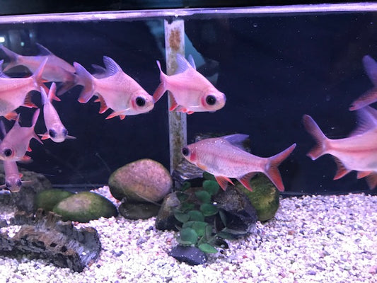 GHOST TINFOIL BARB