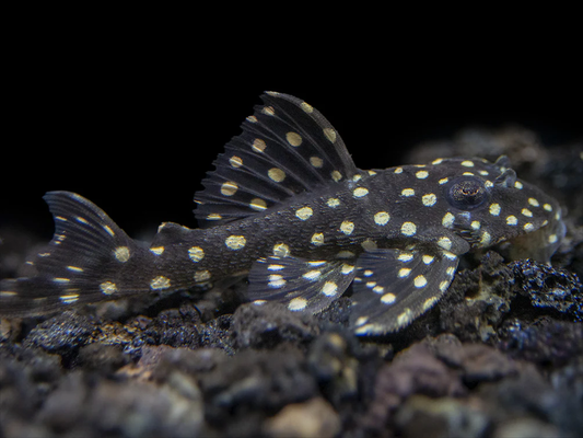 L-201 - Orinoco Angel Pleco