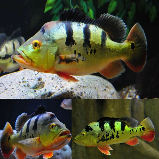 PEACKOCK BASS MONOCULUS