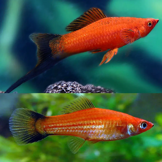 SWORDTAIL - RED WAGTAIL SWORD MALE