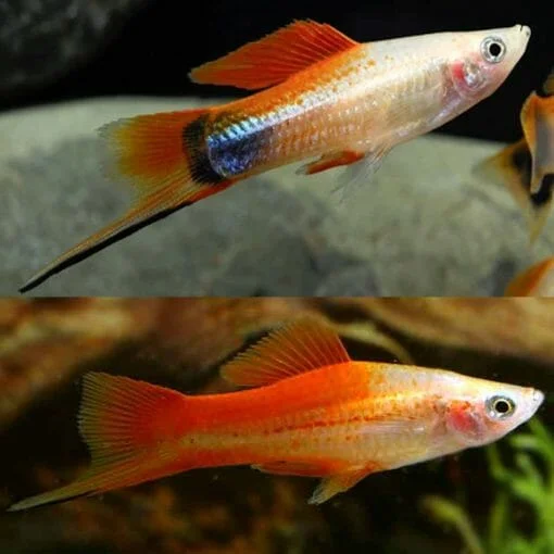 SWORDTAIL - PINEAPPLE