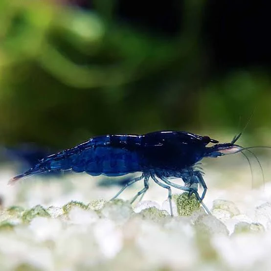 Blue Sapphire