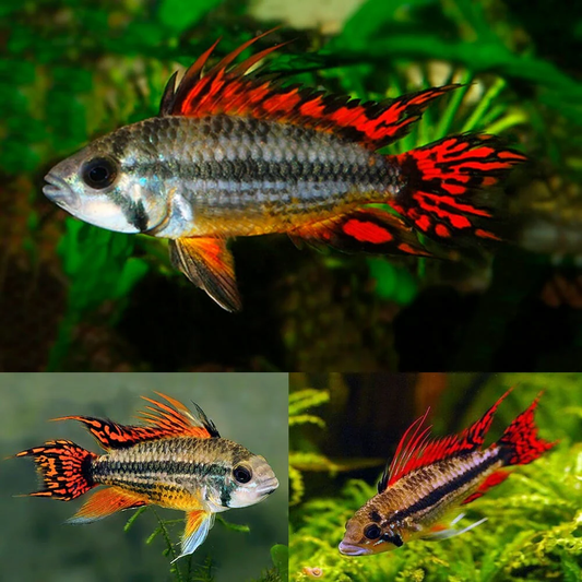 APISTOGRAMMA CACATUOIDES SUPER RED