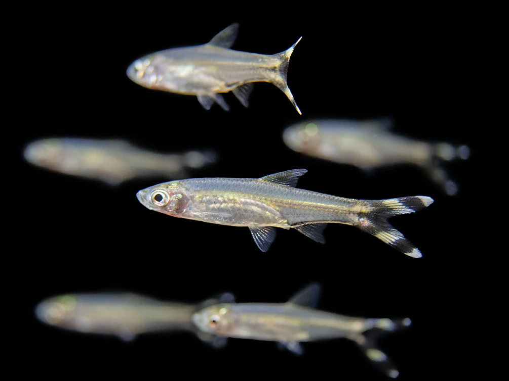 RASBORA - SCISSORTAIL
