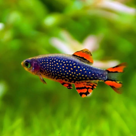 GALAXY RASBORA