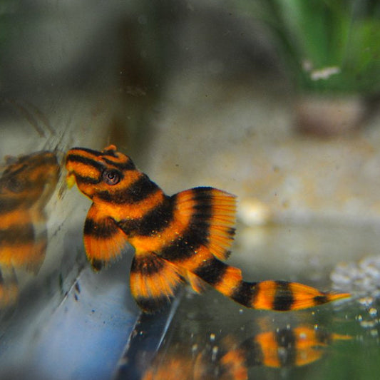 L-306 - Blood Red Tiger Pleco